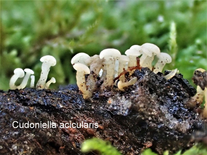 Cudoniella acicularis-amf736-1.jpg - Cudoniella acicularis ; Syn1: Helotium aciculare ; Syn2: Helvella acicularis ; Non français: Cudonie en forme de petite aiguille